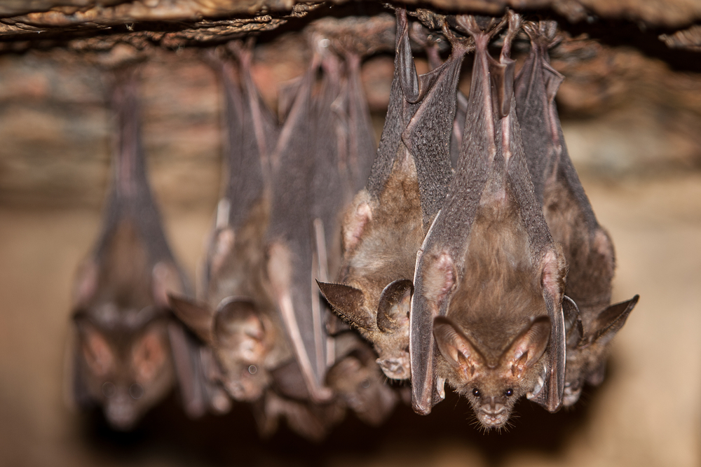 Wyoming woman dies of rabies after she was bitten by a bat