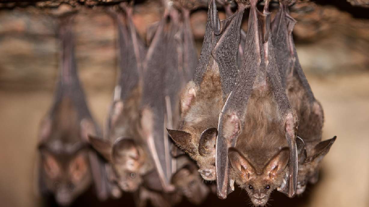 Rabid bats found in Utah County; 2 people exposed
