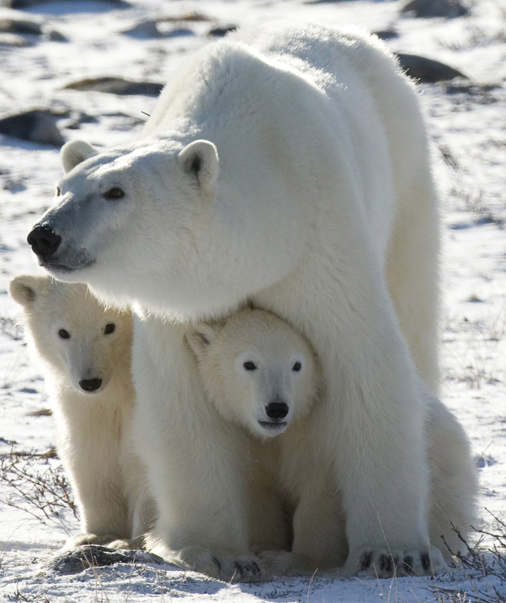 Study: Polar bears could feel global warming's sting by 2025
