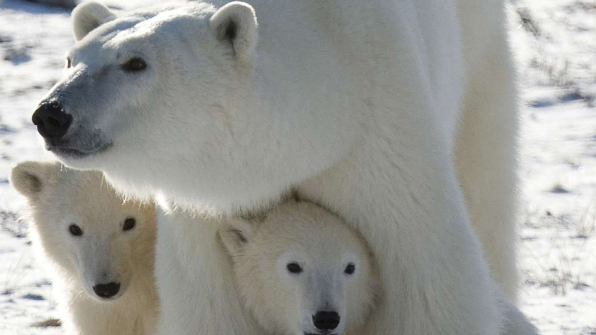 Study: Polar bears could feel global warming's sting by 2025
