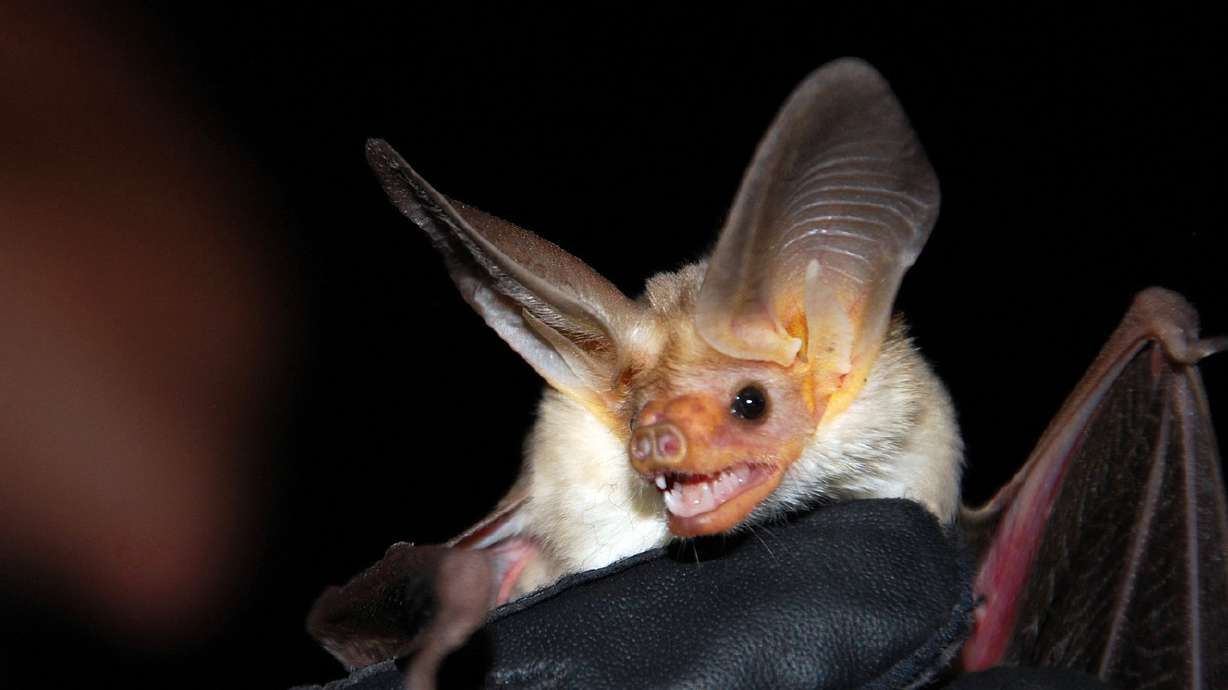 See bats, ospreys and bald eagles at DWR wildlife viewing events