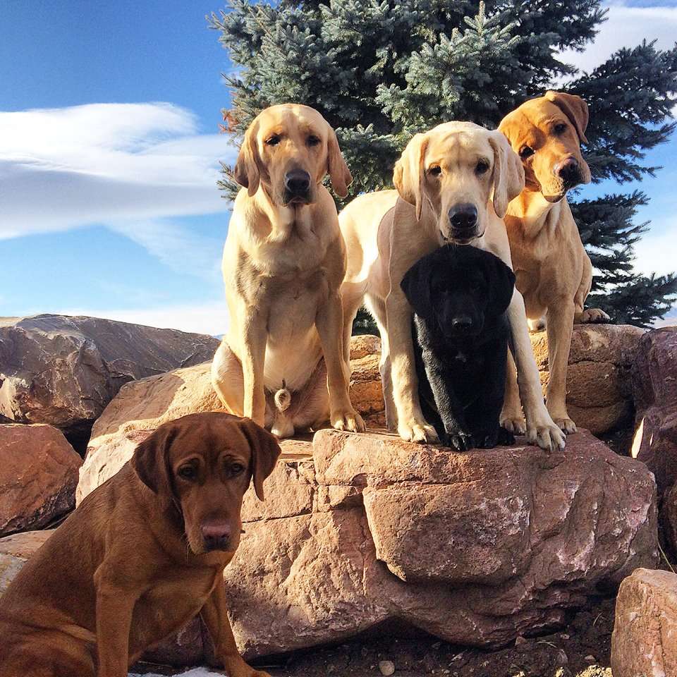 Non-profit organization "Labs For Liberty" pairs service dogs with veterans. (Photo: Courtesy of Labs For Liberty)