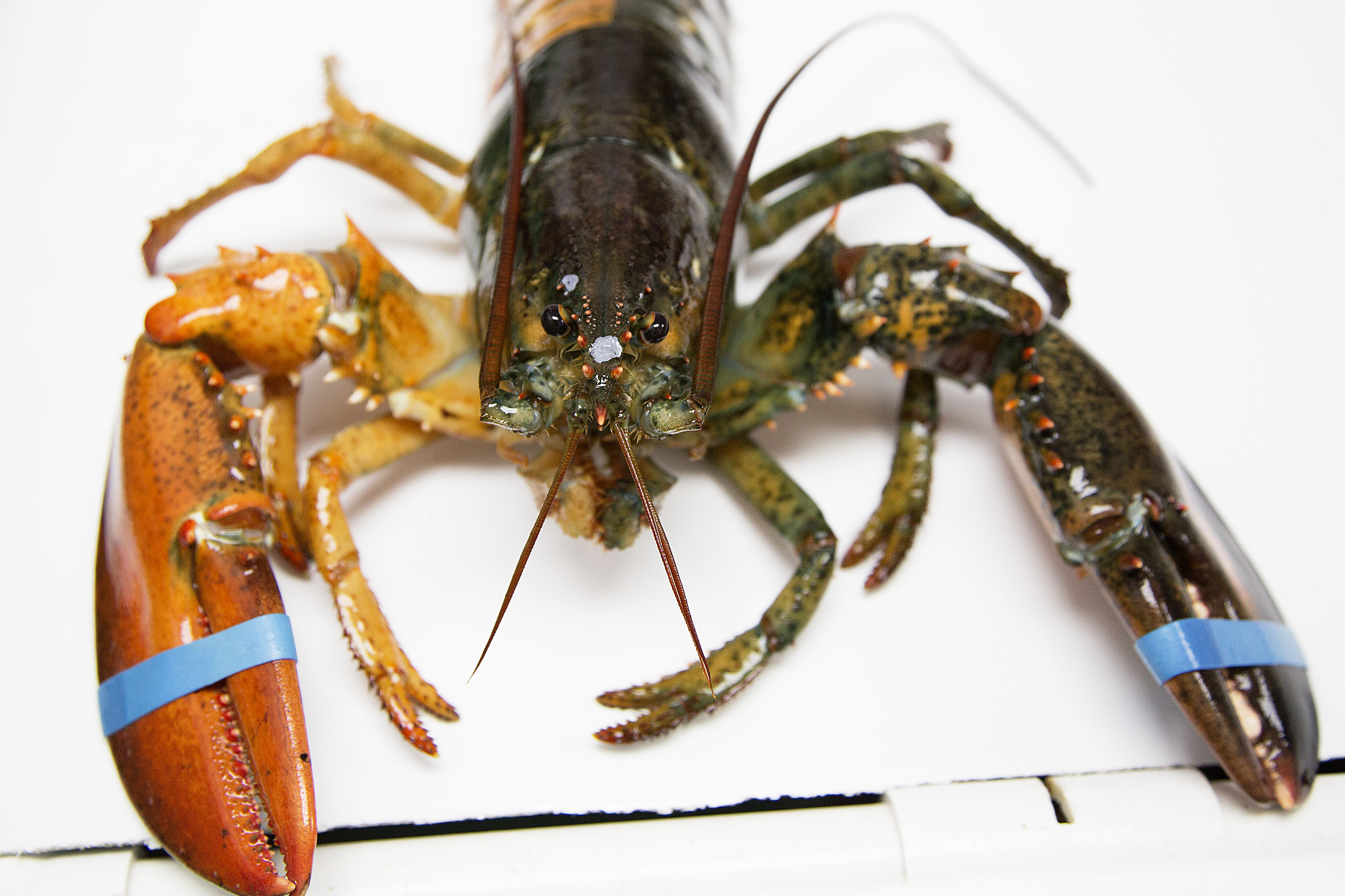 Split-colored lobster caught off Maine, 1 in 50 million find