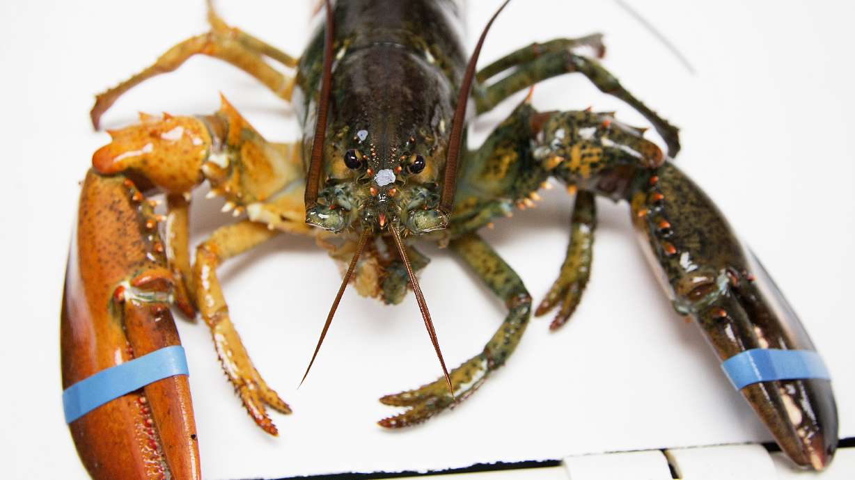 Split-colored lobster caught off Maine, 1 in 50 million find