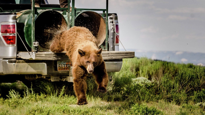 Mamá osa e hijo son trasladados a área segura luego de que robaran galletas de hogar de UT