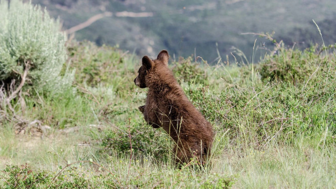 Mamá osa e hijo son trasladados a área segura luego de que robaran galletas de hogar de UT