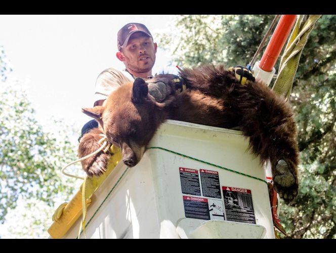 Mamá osa e hijo son trasladados a área segura luego de que robaran galletas de hogar de UT