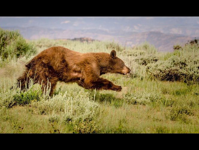 Mamá osa e hijo son trasladados a área segura luego de que robaran galletas de hogar de UT