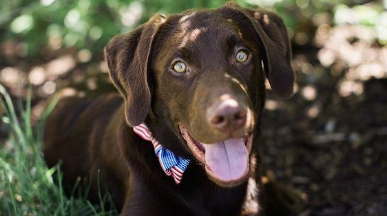 U.S. Ski Team reveals new mascot, Brazil unveils Olympic torch design