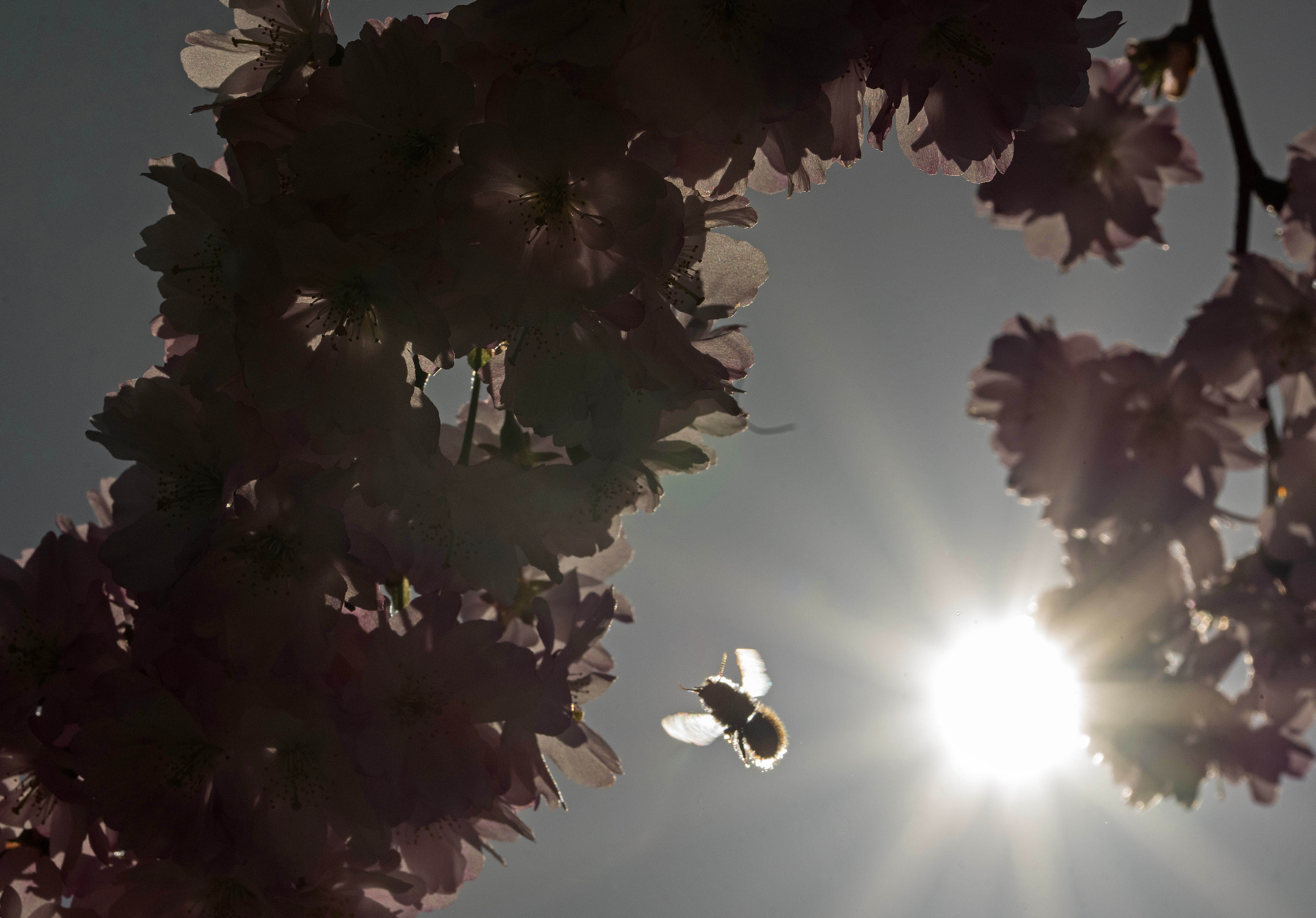Study: American, European bumblebees feeling climate sting