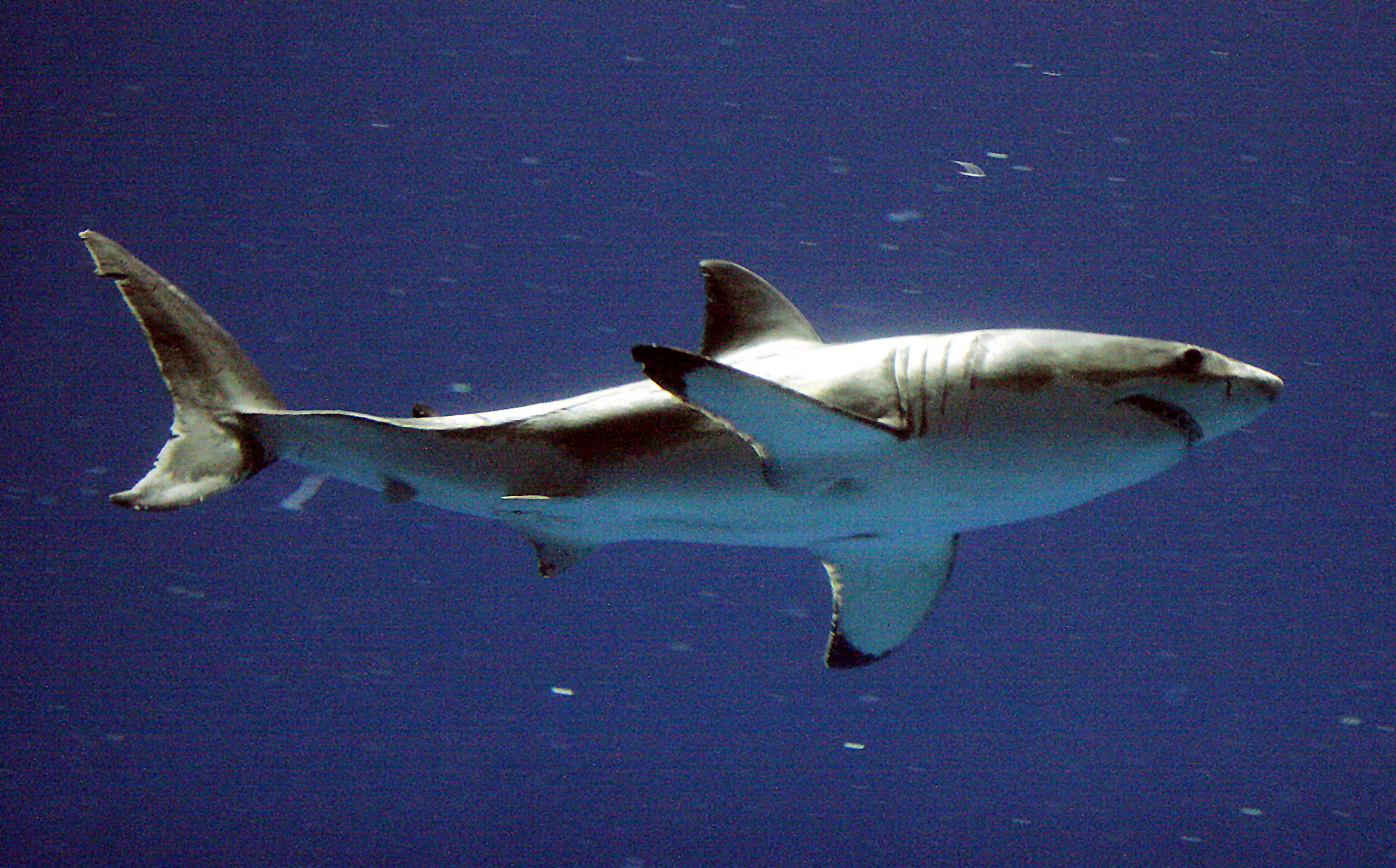 California shark attack rates plunge 90 percent since 1950s