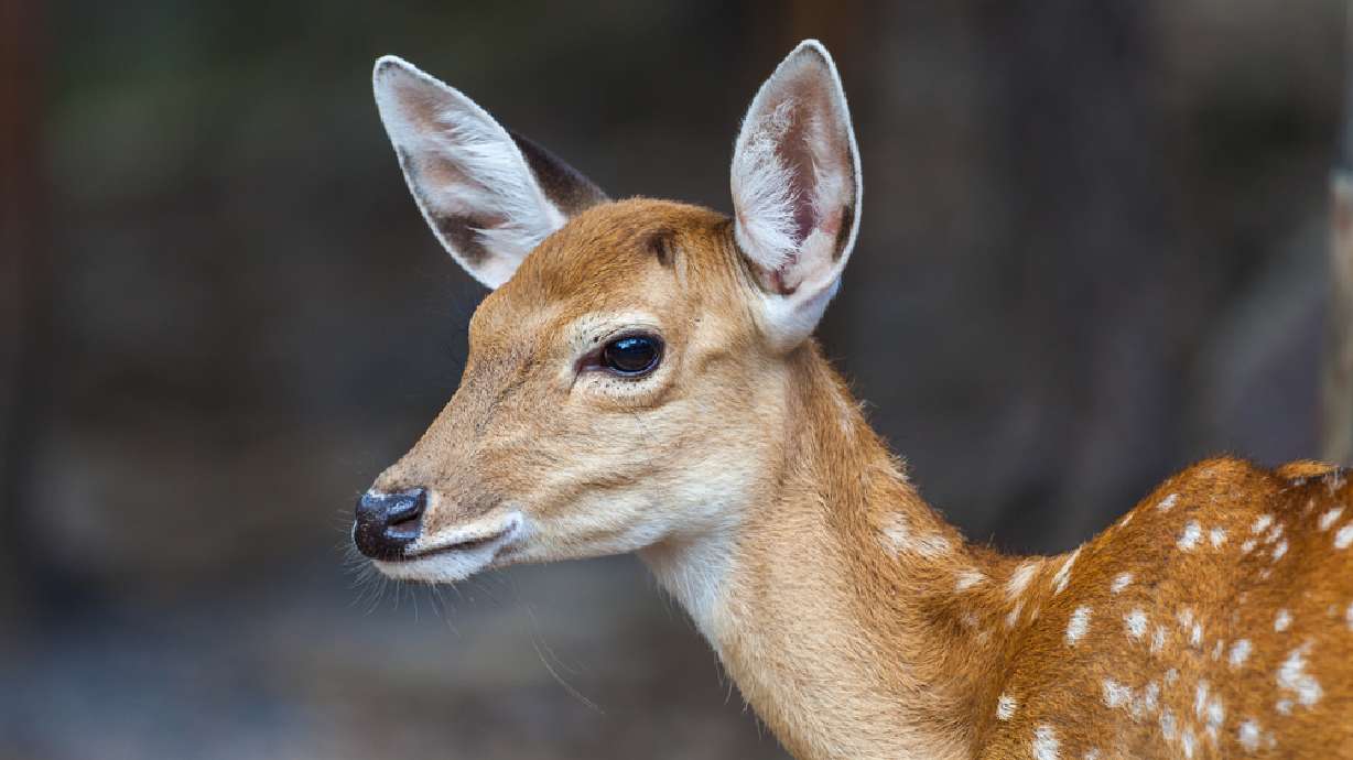 Baby wildlife come out to play; experts recommend people leave them alone