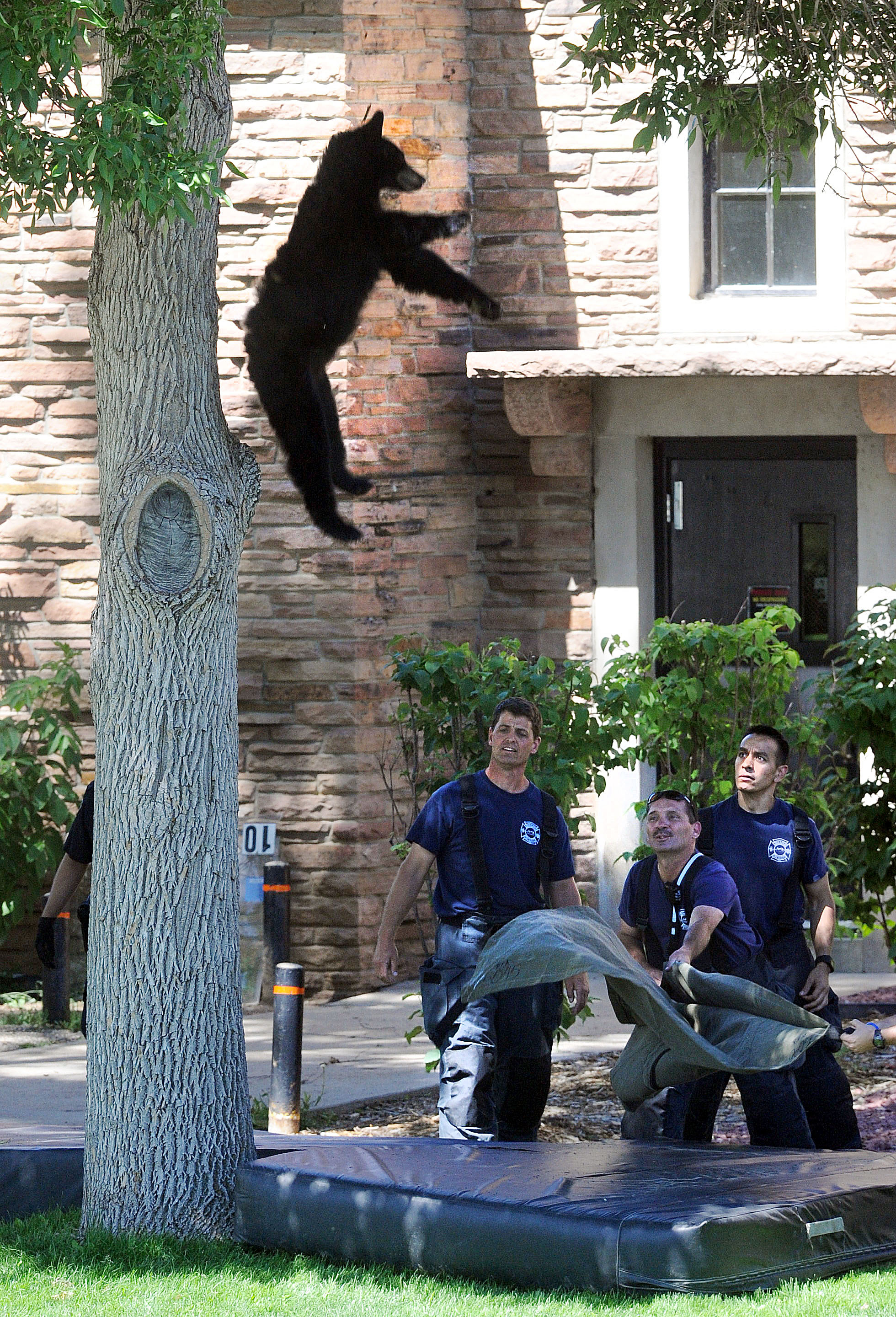 Bear tranquilized after climbing tree on Colorado campus