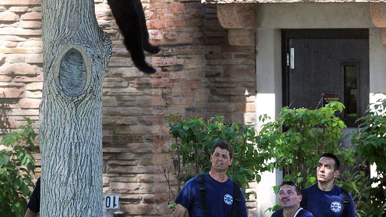 Bear tranquilized after climbing tree on Colorado campus