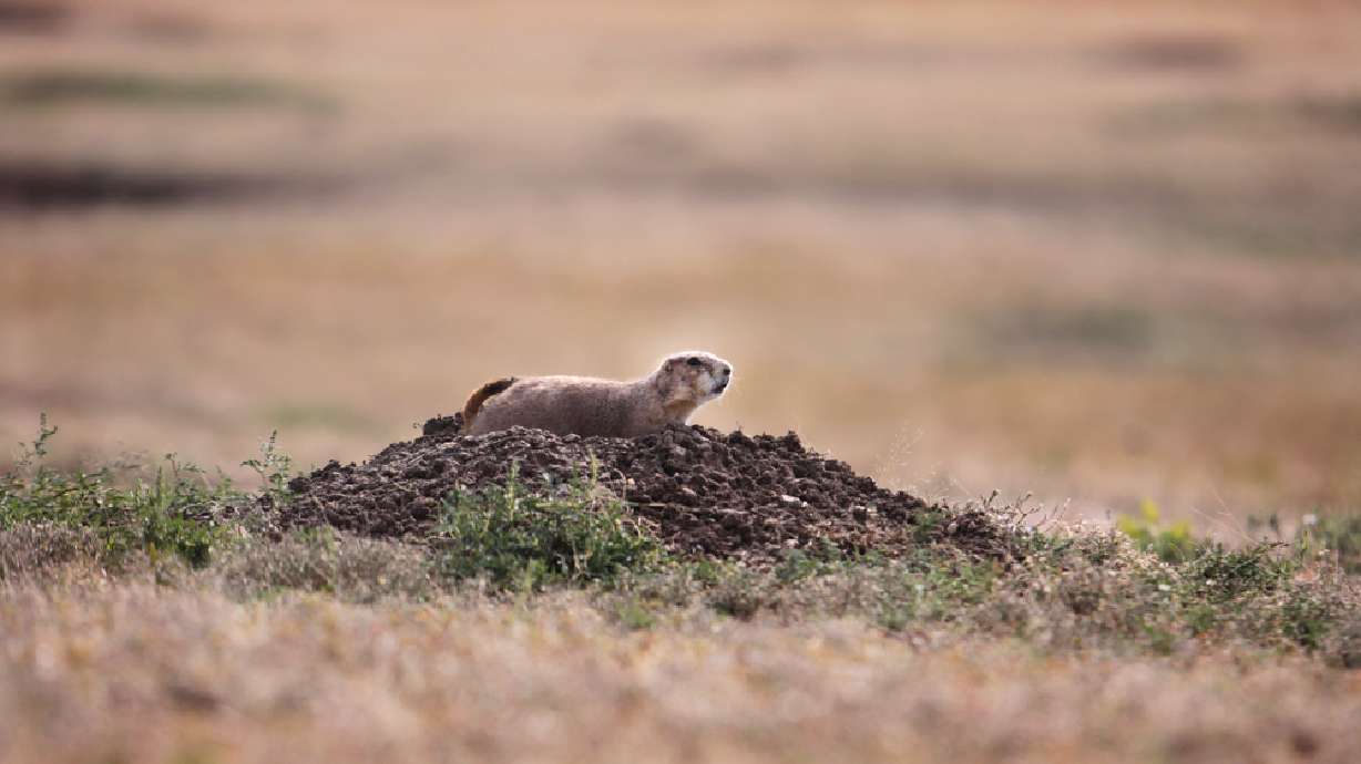 Utah wildlife managers lament prairie dog ruling