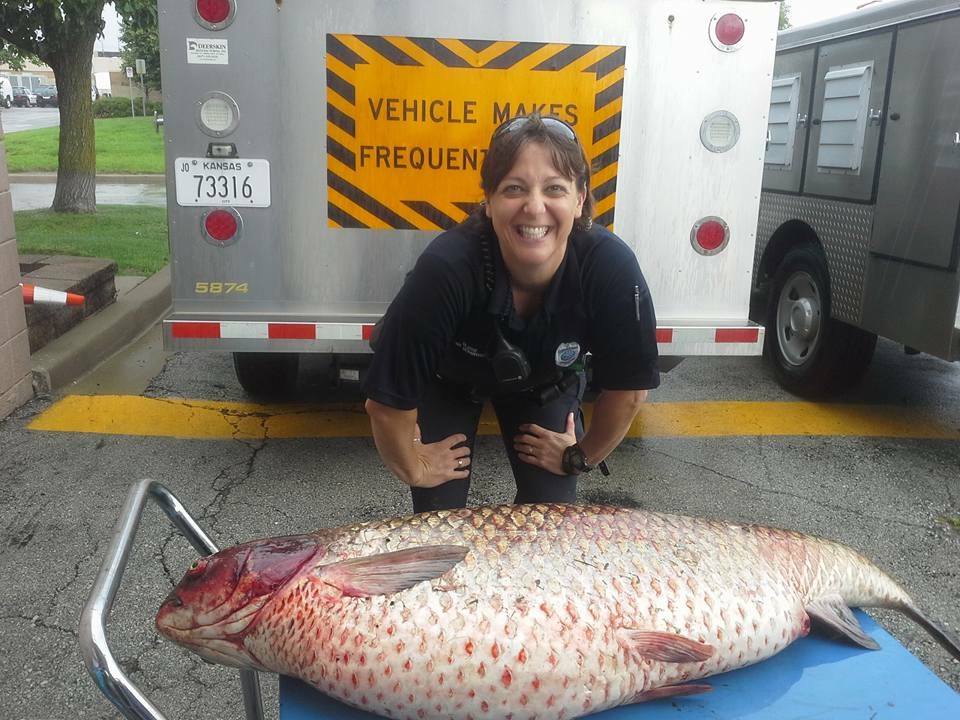 60-pound dead fish found in suburban Kansas drainage ditch