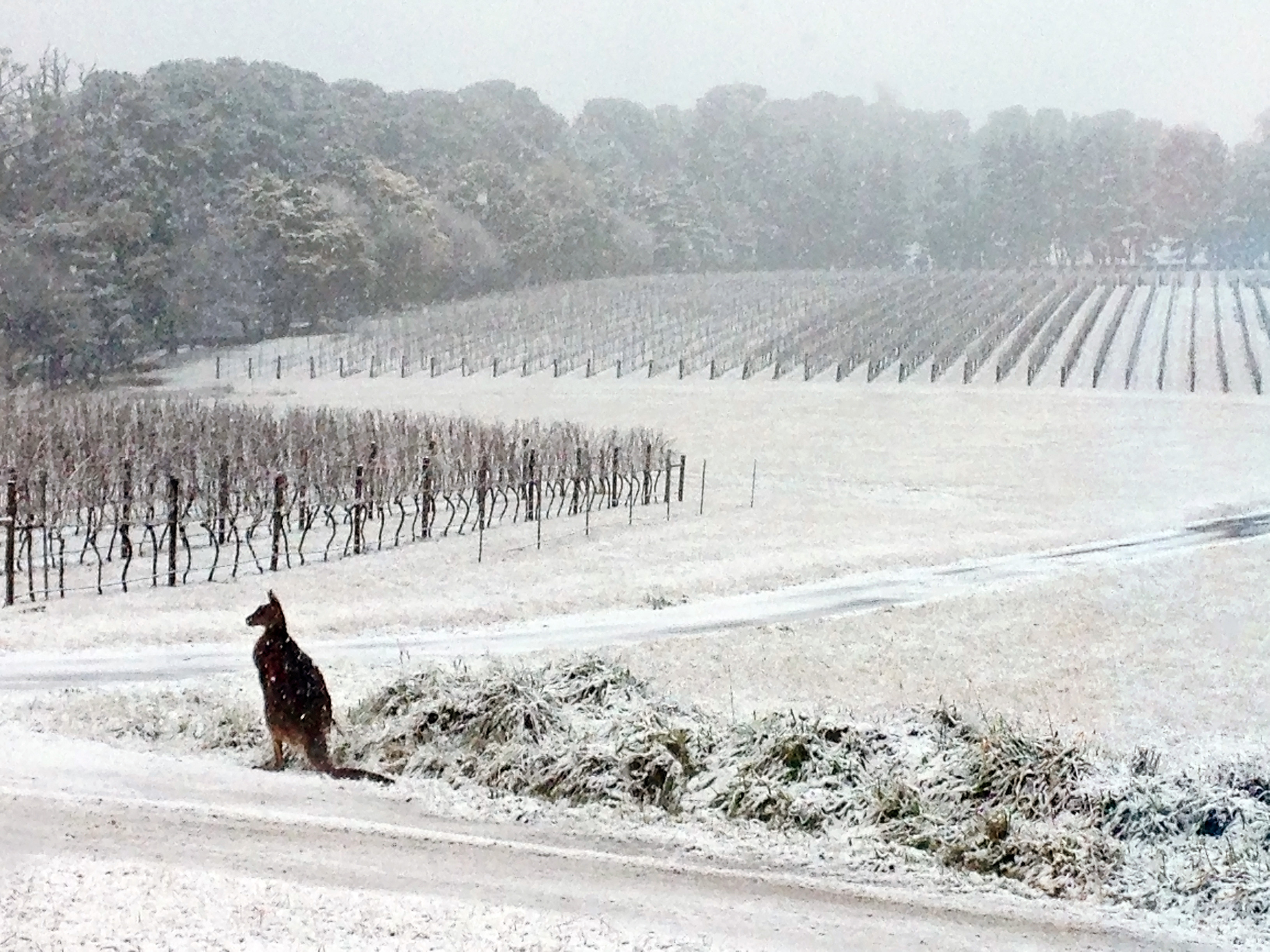 Just a kangaroo in the vineyard during Australian snowstorm