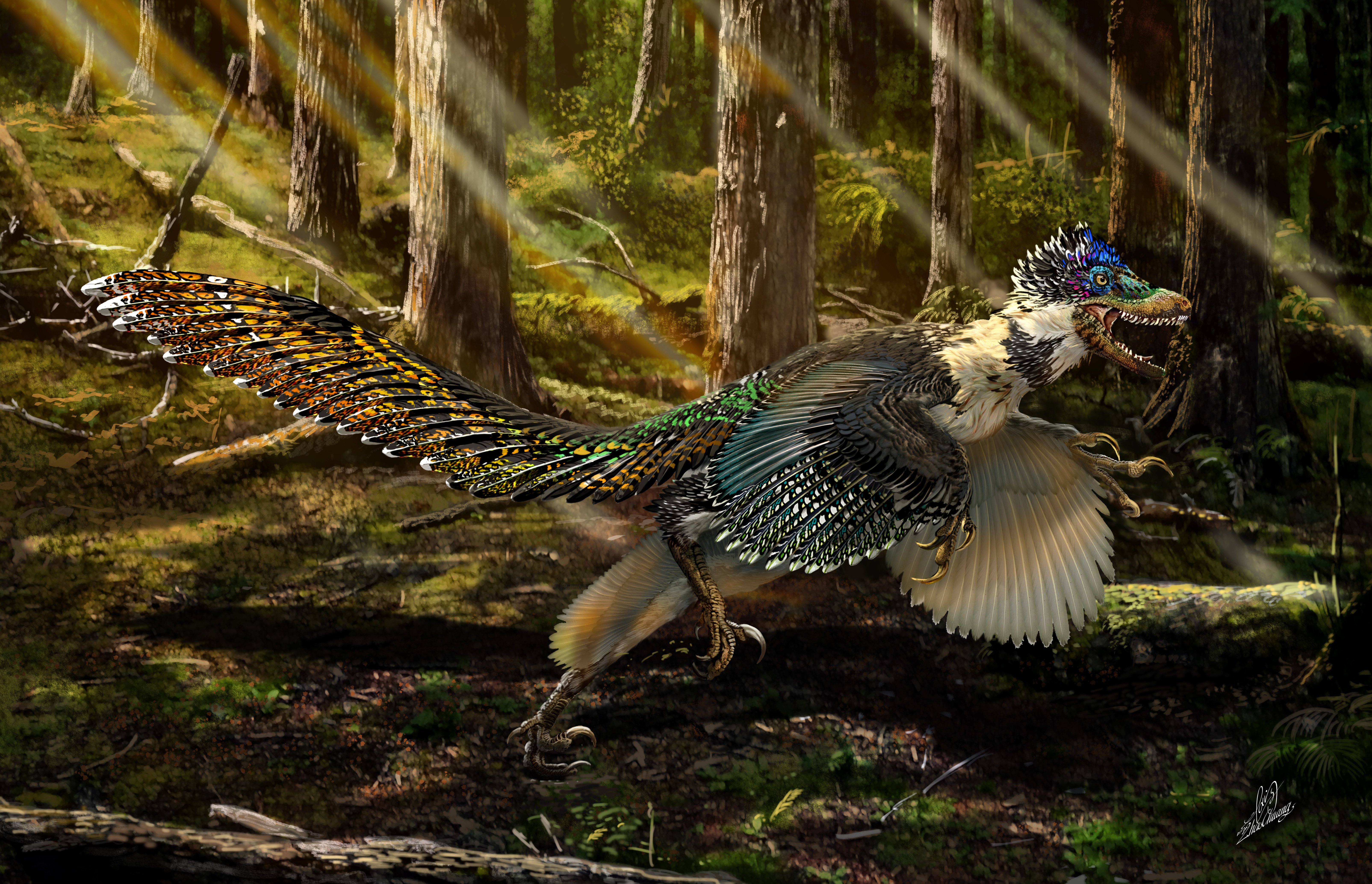 China discovers winged, feathered 'dragon' dinosaur