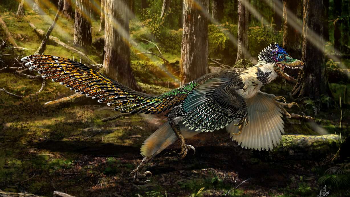 China discovers winged, feathered 'dragon' dinosaur