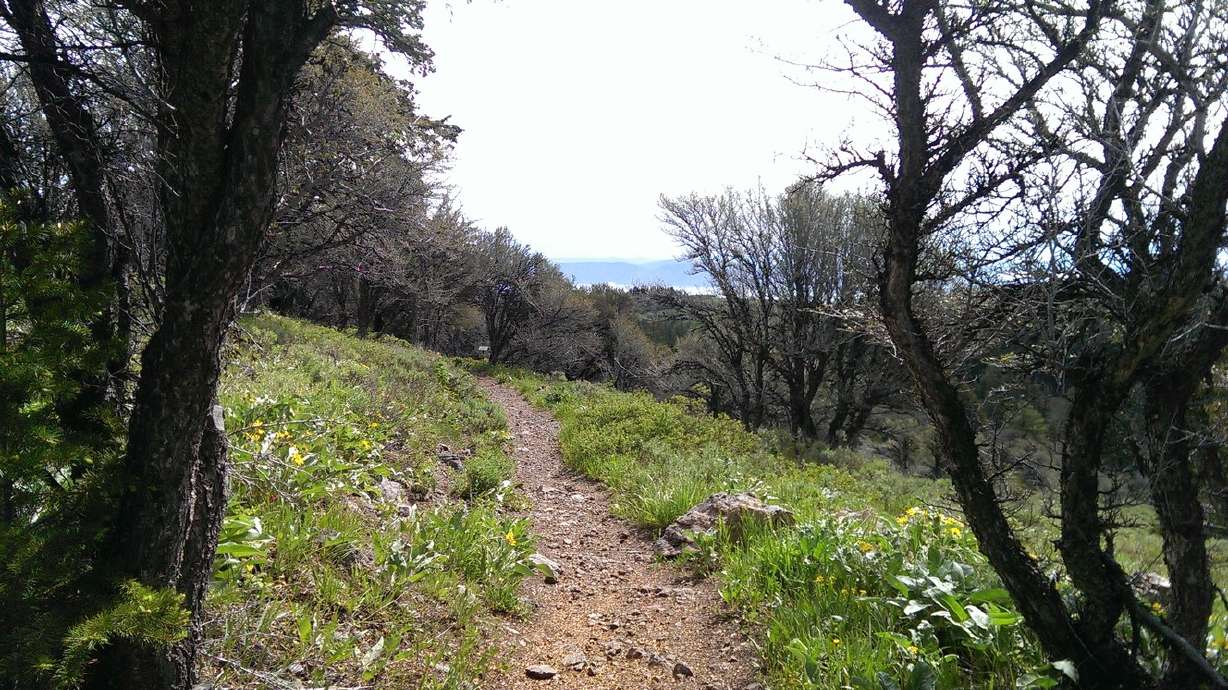 Easy trail offers access to 2,500-year-old tree, views of Bear Lake