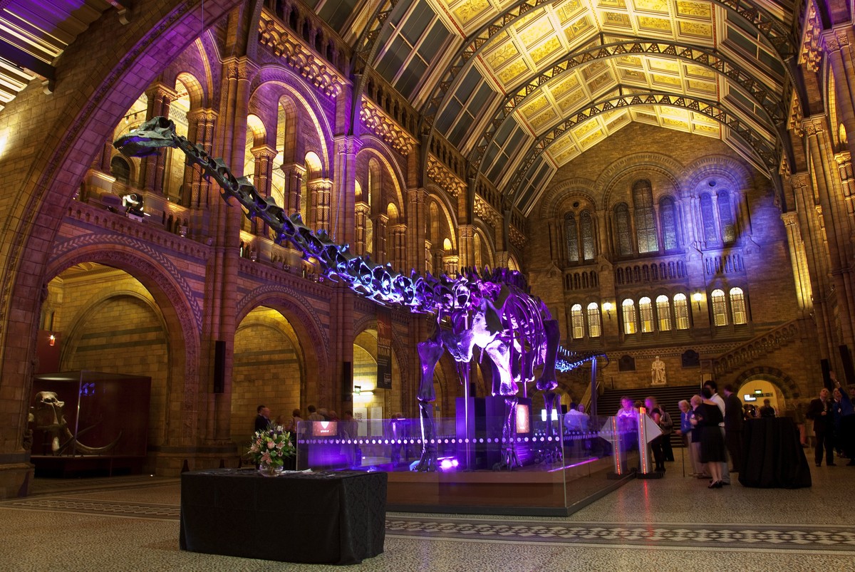 Dippy the Diplodocus up for 'adoption': Could you find a home for a dinosaur?