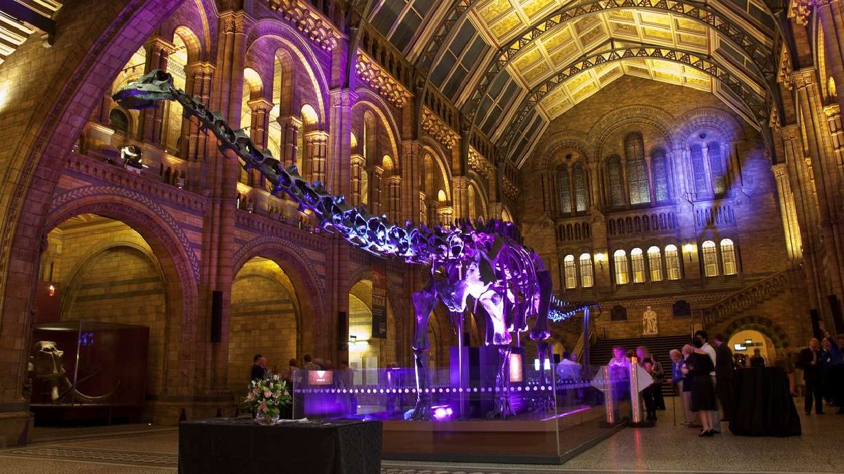 Dippy the Diplodocus up for 'adoption': Could you find a home for a dinosaur?