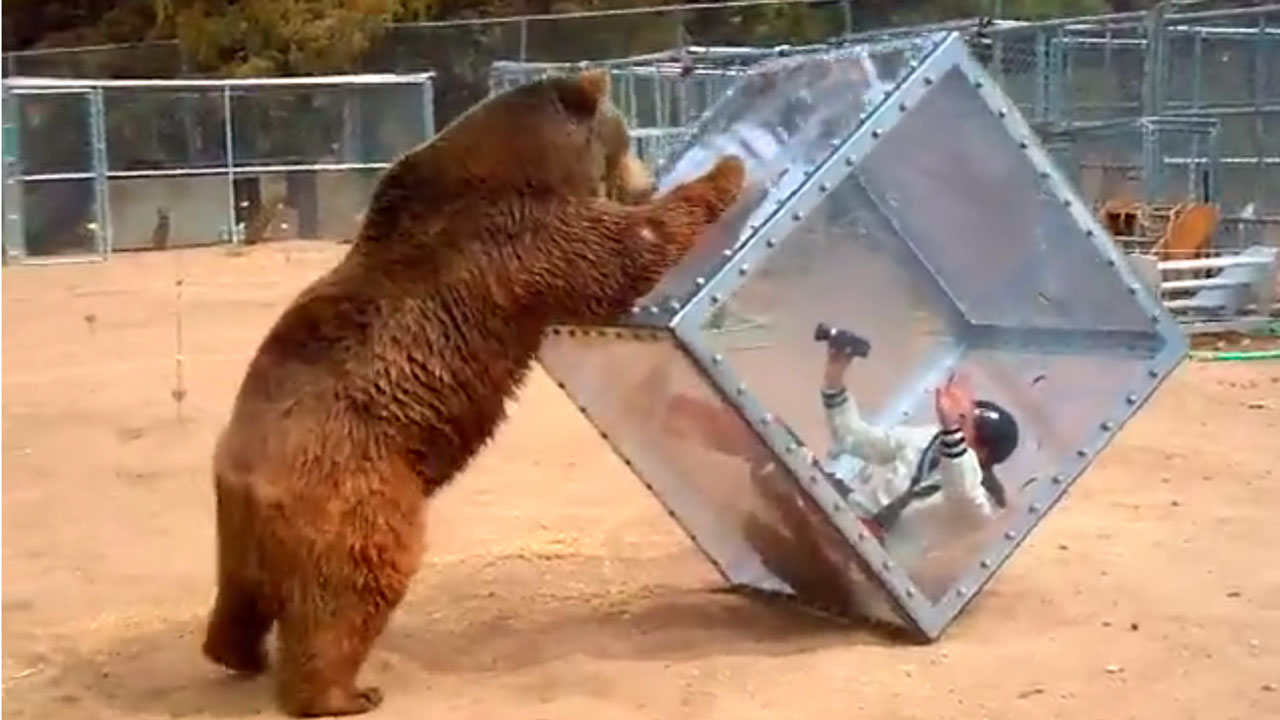 Have You Seen This? Predator box vs bear
