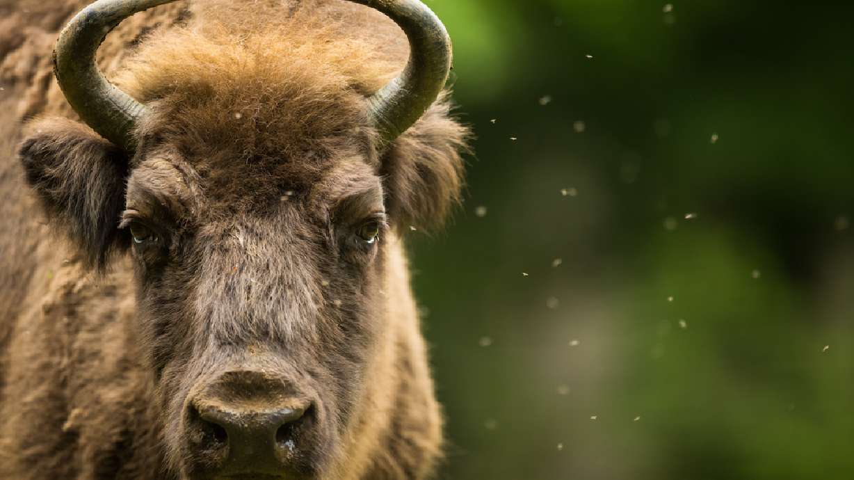3 men plead guilty to illegal bison hunting near Yellowstone