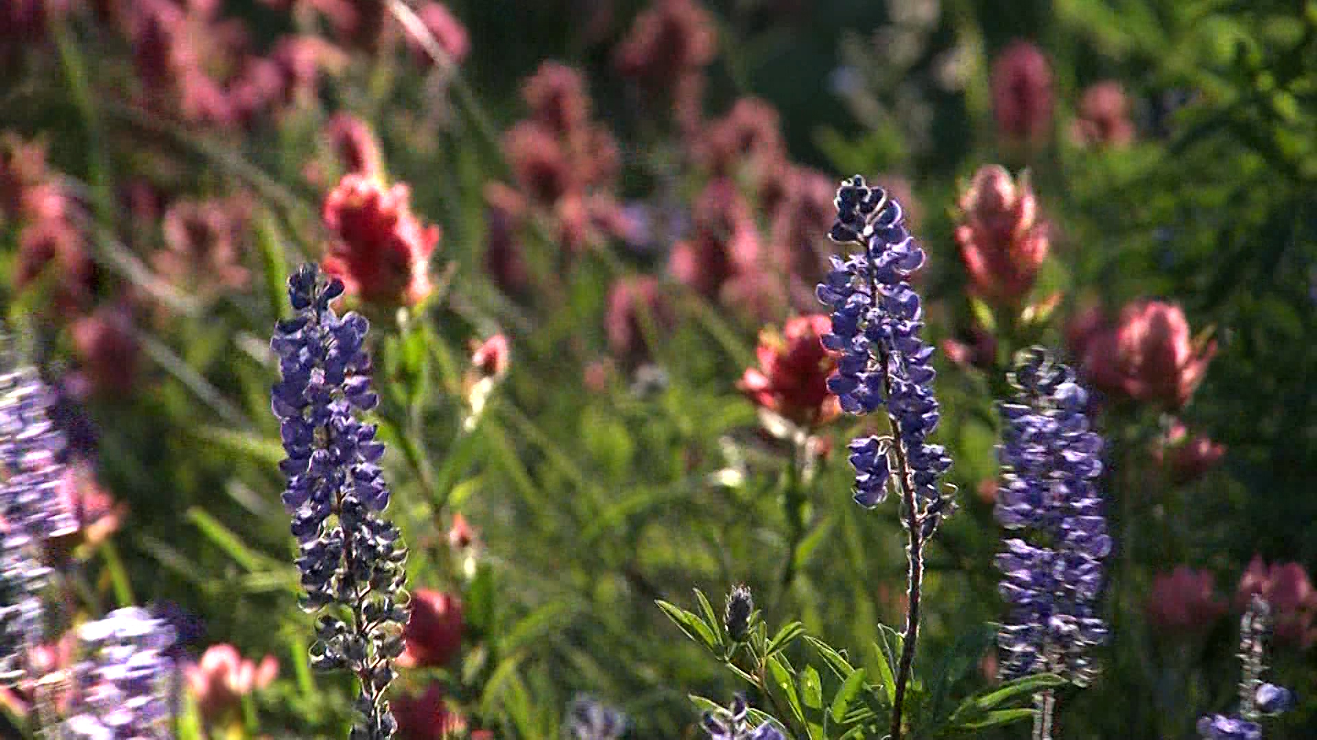 3 gorgeous hiking spots to enjoy Utah’s wildflowers