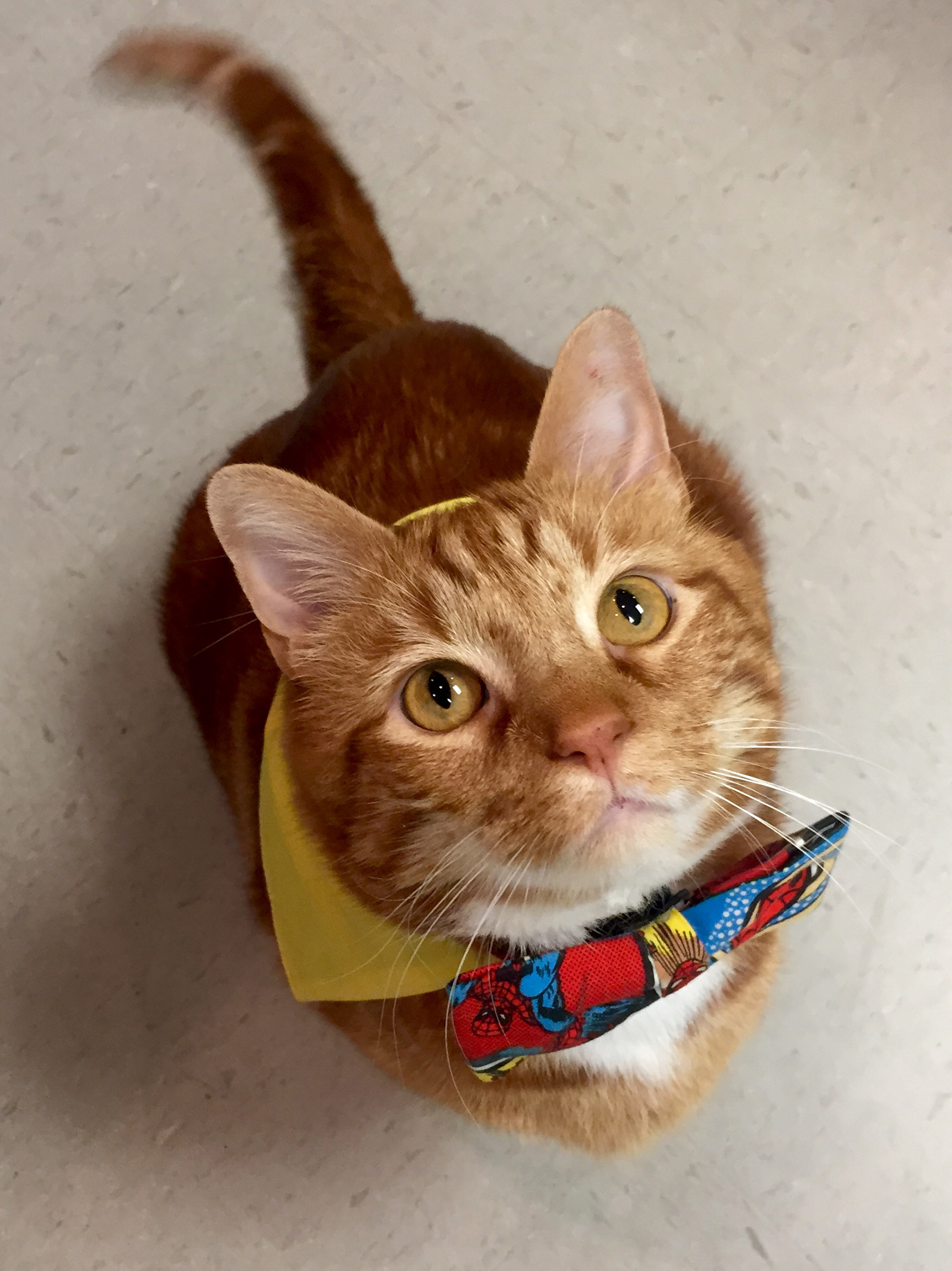 Former 41-pound fat cat in Texas slims down to 19 pounds