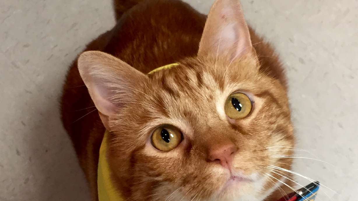 Former 41-pound fat cat in Texas slims down to 19 pounds