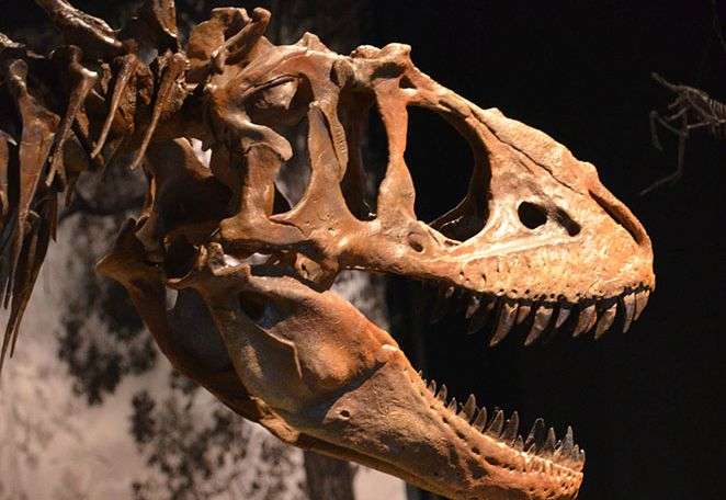 Photo credit: Sean Buckley | Natural History Museum of Utah