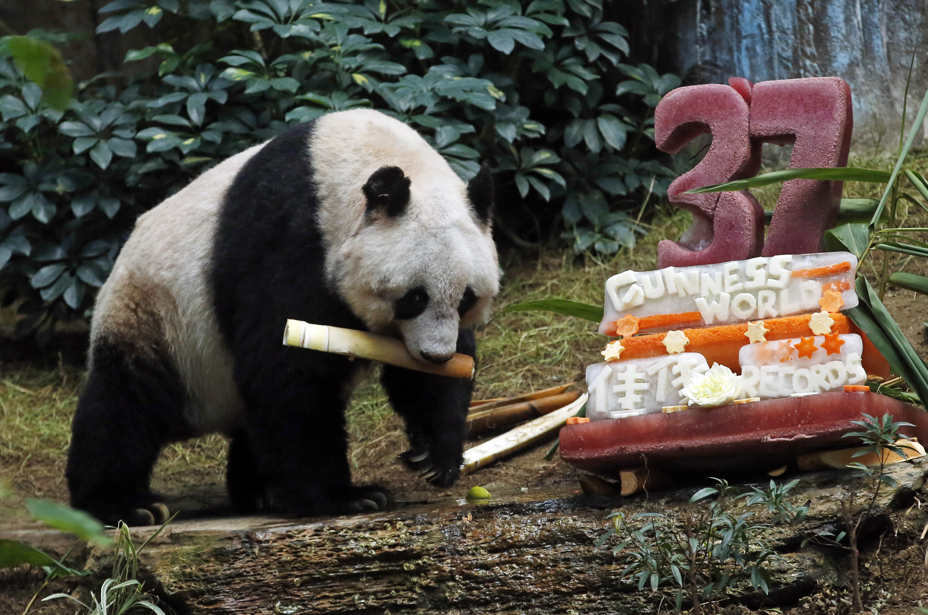 Oldest ever giant panda celebrates with bamboo, veggie cake