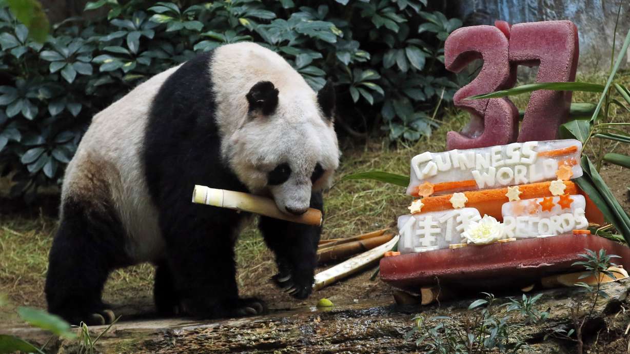 Oldest ever giant panda celebrates with bamboo, veggie cake