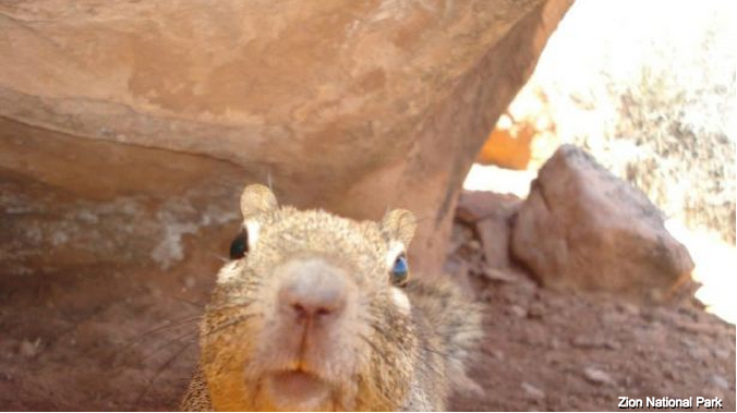 Publican fotos de los bellos animales salvajes que habitan el Parque Nacional de Zion