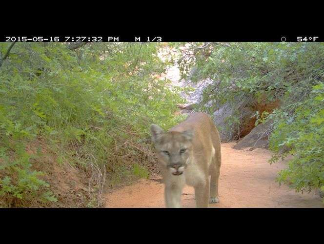 Publican fotos de los bellos animales salvajes que habitan el Parque Nacional de Zion