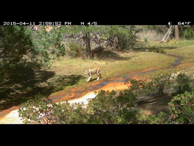 Publican fotos de los bellos animales salvajes que habitan el Parque Nacional de Zion