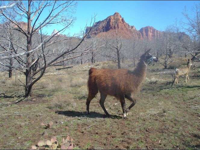 Publican fotos de los bellos animales salvajes que habitan el Parque Nacional de Zion