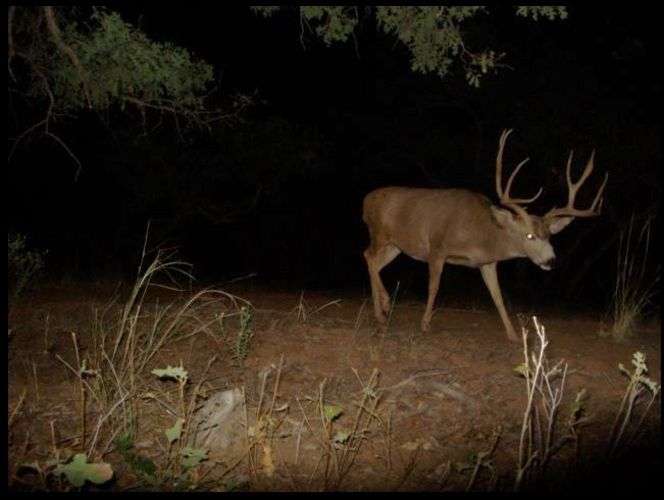 Publican fotos de los bellos animales salvajes que habitan el Parque Nacional de Zion