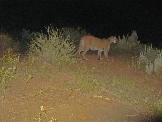 Publican fotos de los bellos animales salvajes que habitan el Parque Nacional de Zion