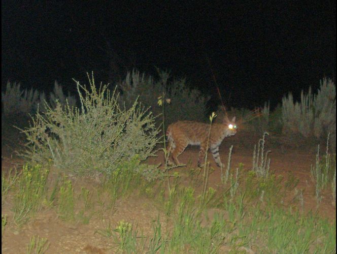 Publican fotos de los bellos animales salvajes que habitan el Parque Nacional de Zion