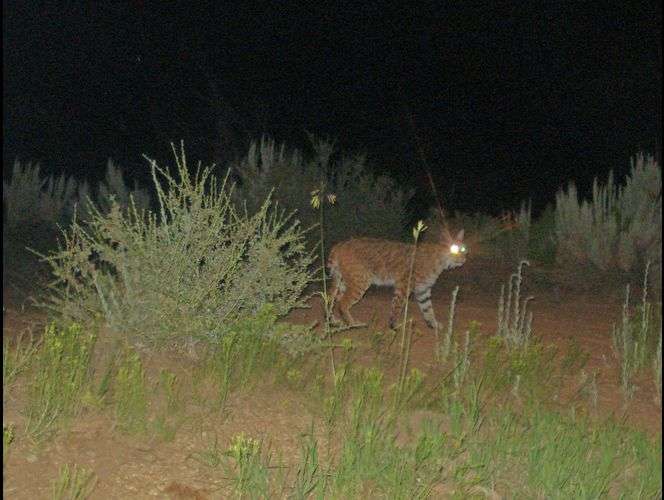 Publican fotos de los bellos animales salvajes que habitan el Parque Nacional de Zion