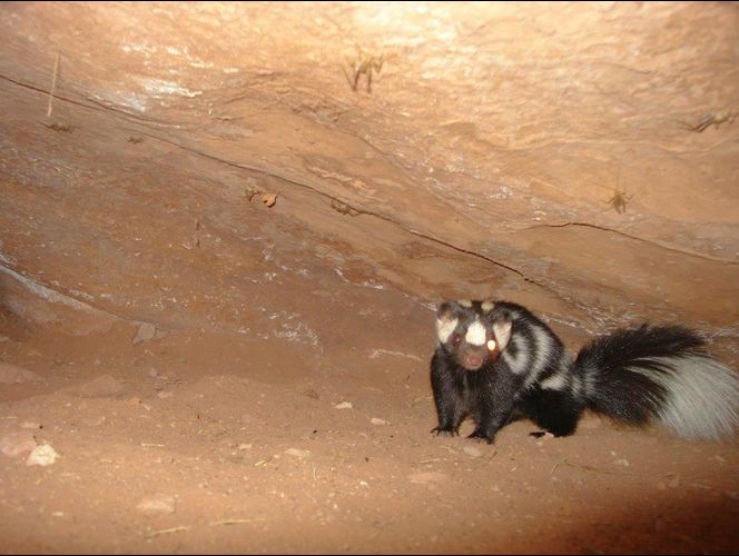 Publican fotos de los bellos animales salvajes que habitan el Parque Nacional de Zion