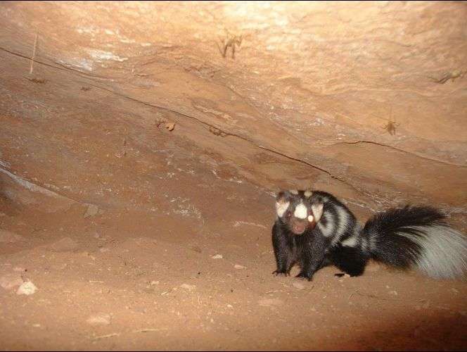 Publican fotos de los bellos animales salvajes que habitan el Parque Nacional de Zion