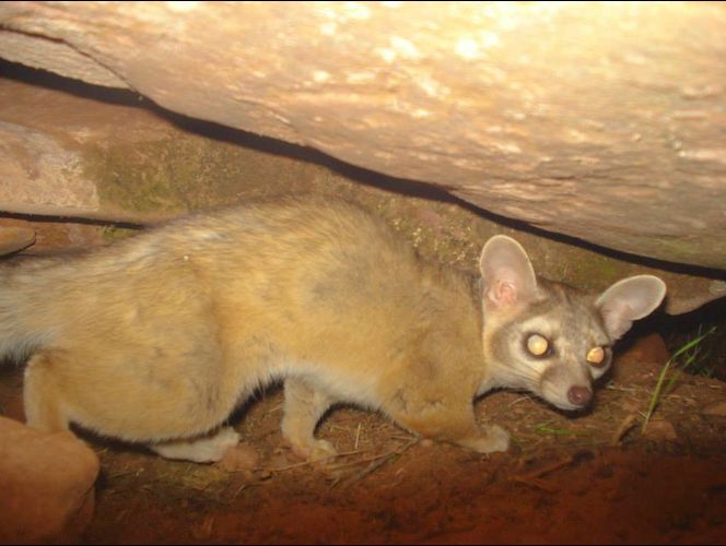 Publican fotos de los bellos animales salvajes que habitan el Parque Nacional de Zion