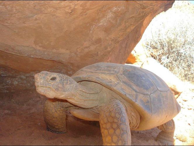 Publican fotos de los bellos animales salvajes que habitan el Parque Nacional de Zion