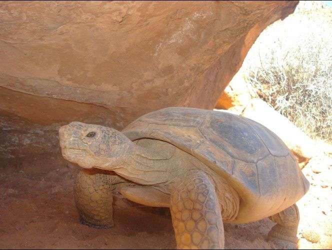 Publican fotos de los bellos animales salvajes que habitan el Parque Nacional de Zion