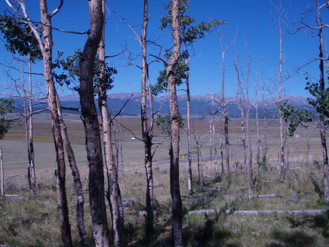 Drought has greater impact on regrowth of trees, study finds