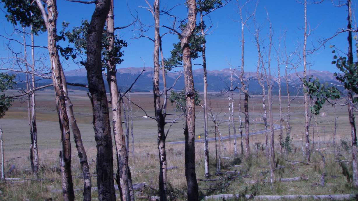 Drought has greater impact on regrowth of trees, study finds