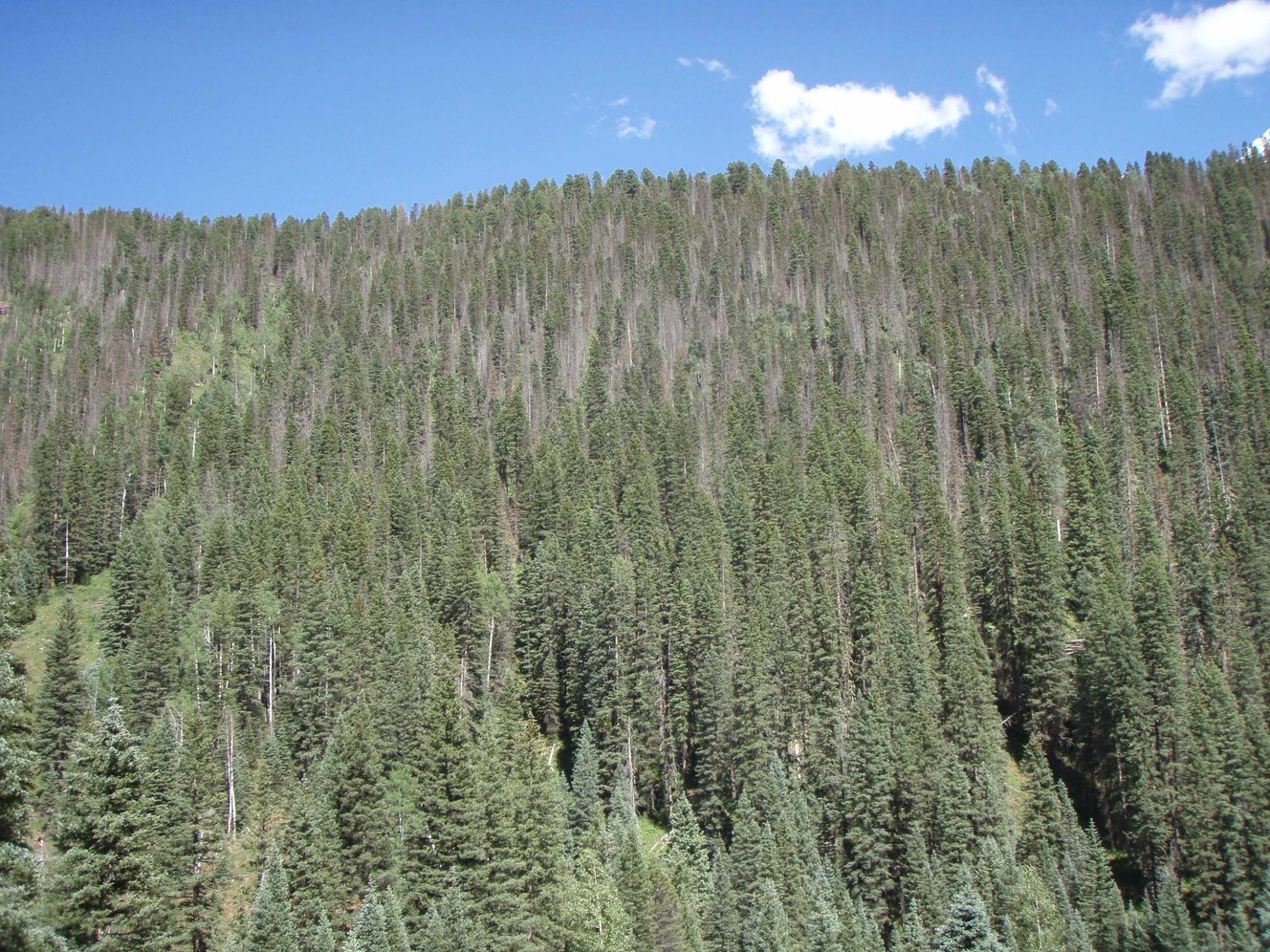 Drought is compromising the ability of trees to take up man-caused carbon dioxide emissions, which has significant implications for climate change, research shows. (Photo: Leander Anderegg/University of Utah)